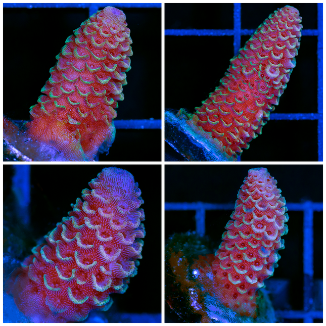 Acropora Barbie Millepora- Multiples Available