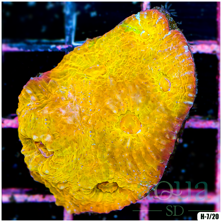 AquaSD | Big Bird Chalice | Corals For Sale – Aqua SD