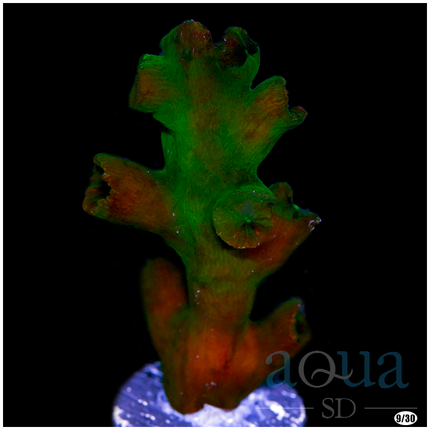 Black Sun Coral - Multiples Available