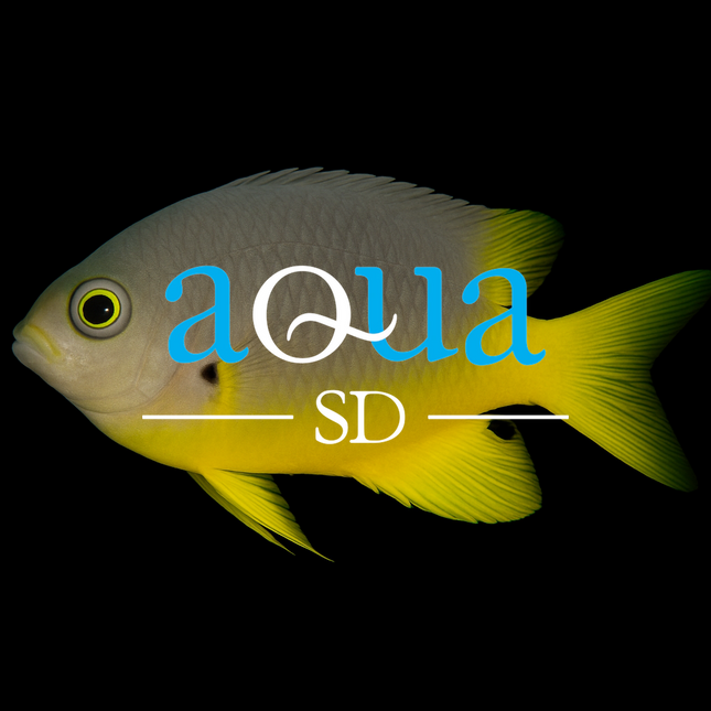 Blackmouth Bicolor Chromis