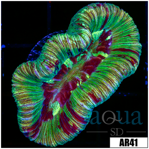 Descriptive image text