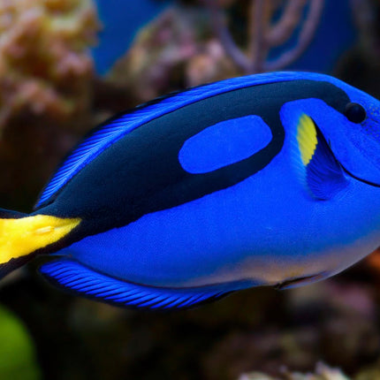 Blue Hippo Tang