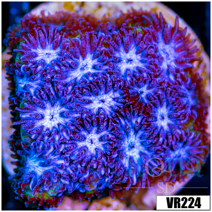 *22*22
