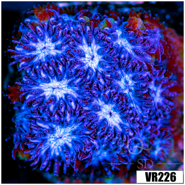 *22*22