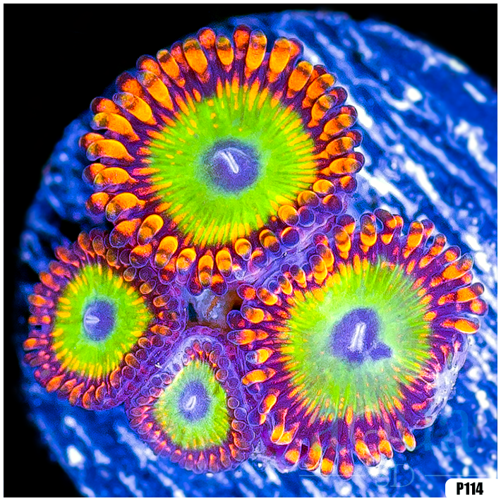 AquaSD Bowsers Zoanthids Corals For Sale Aqua SD