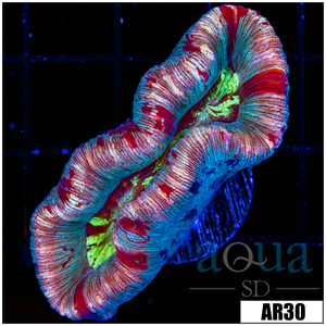 Descriptive image text