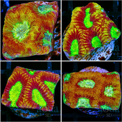 Gold Rim Favia - Multiples Available