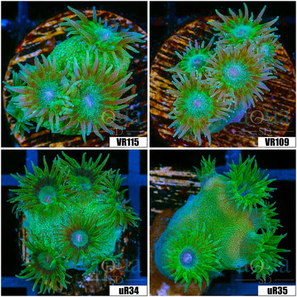 Nuclear Turbinara - Multiples Available