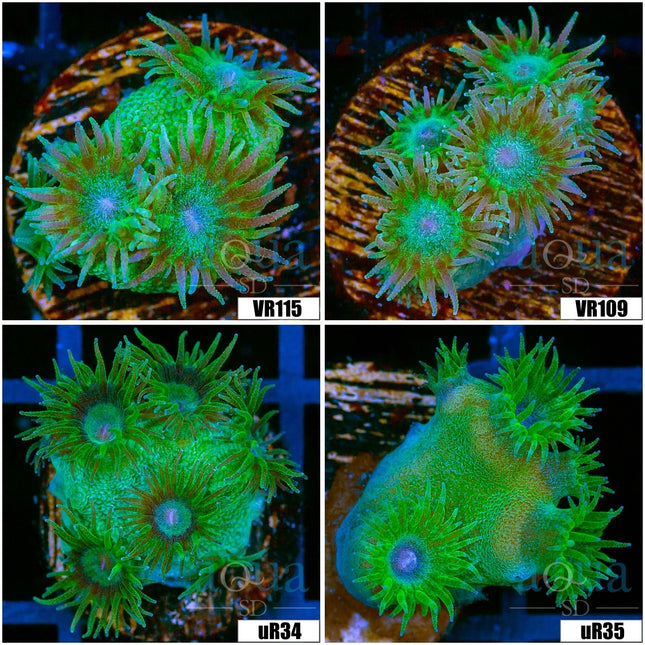 Nuclear Turbinara - Multiples Available