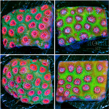 Watermelon Gusher Cyphastrea - Multiples Available