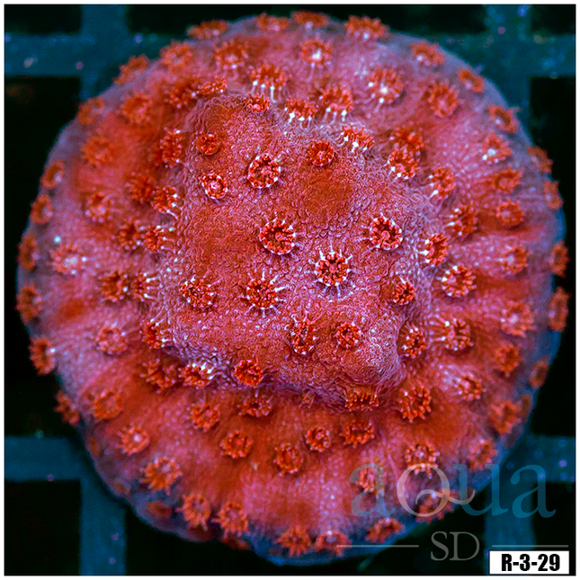 Pink Crusade Cyphastrea Chunk