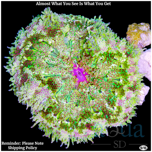 AquaSD CLEARANCE Ultra Maxi Mini Carpet Corals For Sale Aqua SD