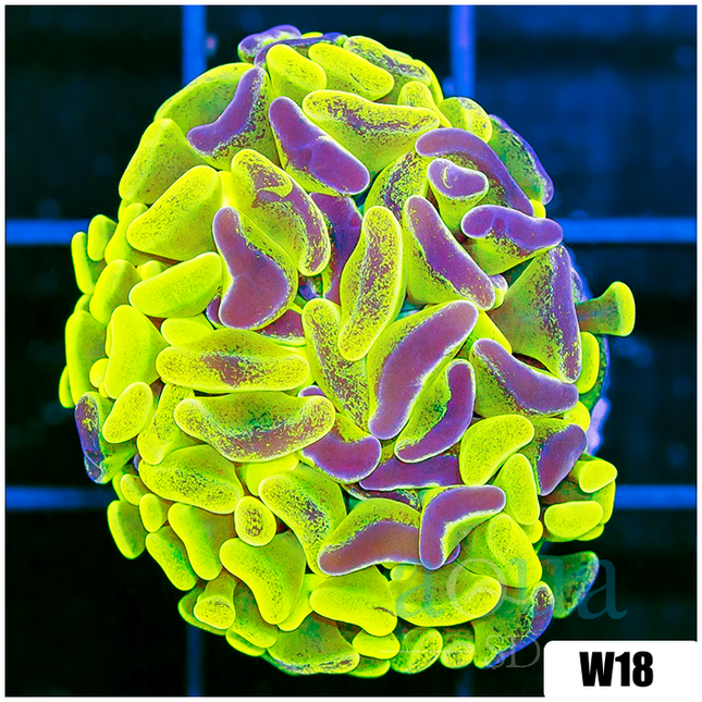 All Clearance – Aqua SD