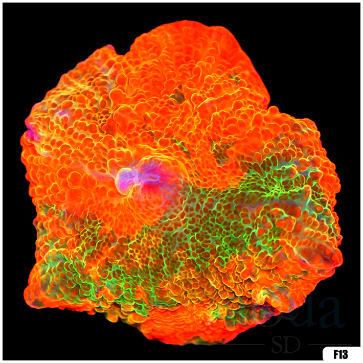 Candy Crush Mushroom Aqua SD