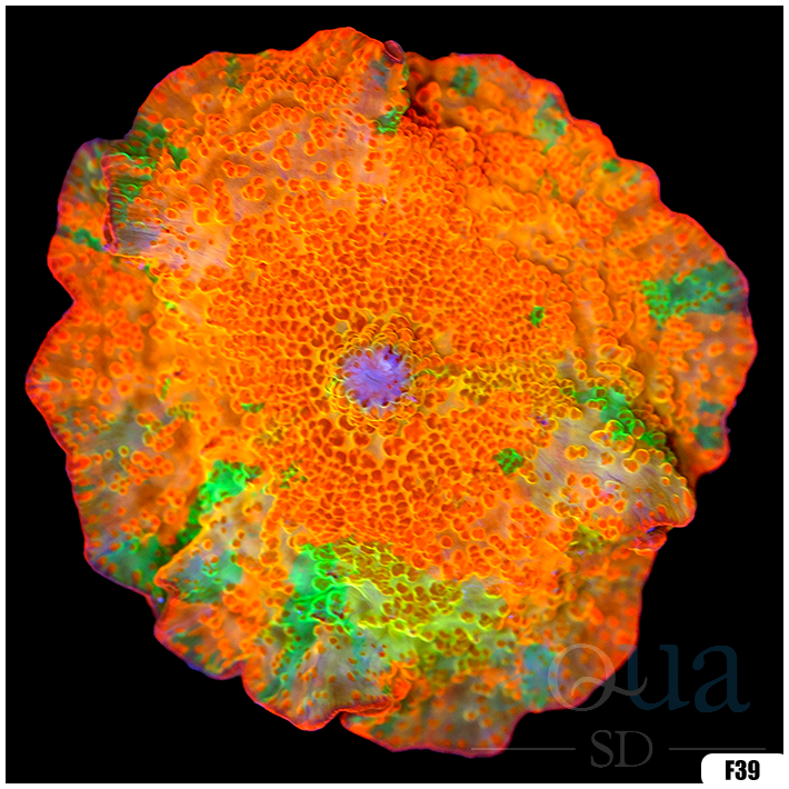 Candy Crush Mushroom Aqua SD