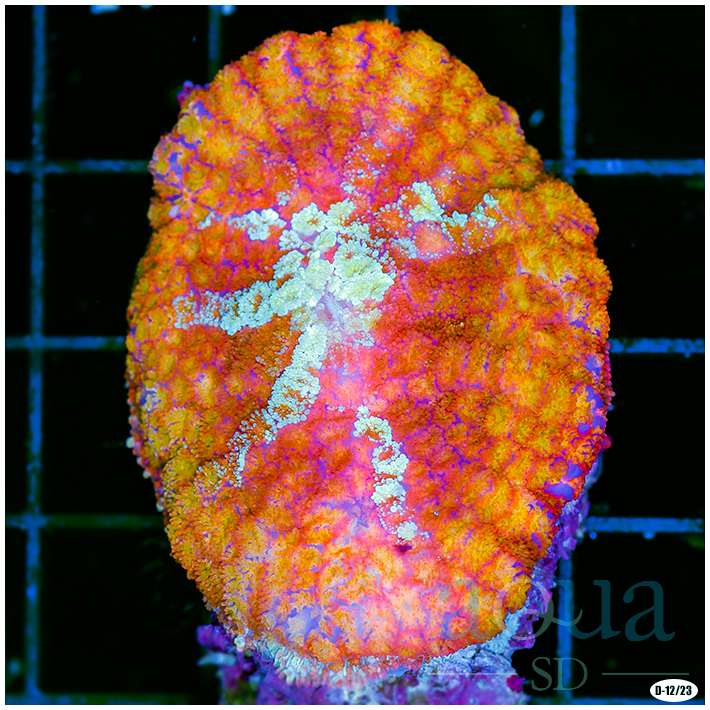 Carnage Pin Cushion Mushroom Aqua SD