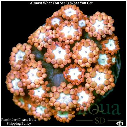 Cave of Wonders Gonipora - Multiples Available