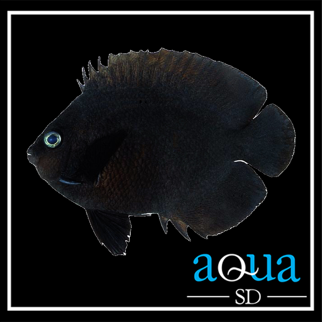 Black Nox Angelfish - Centropyge nox
