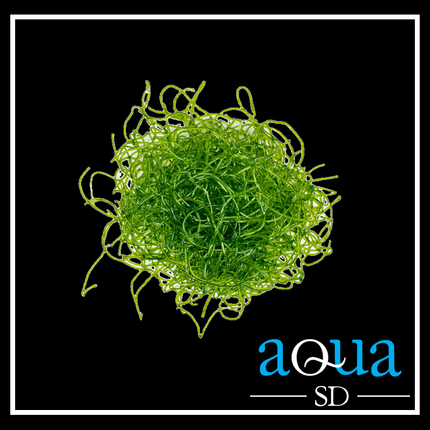 Chaetomorpha Macro Algae (Golf Ball Size)