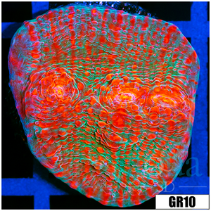 Descriptive image text