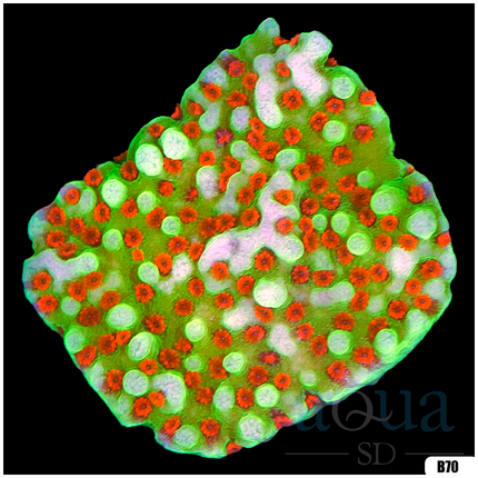 Chilli Pepper Montipora - Multiples Available