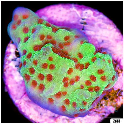 Chilli Pepper Montipora - Multiples Available