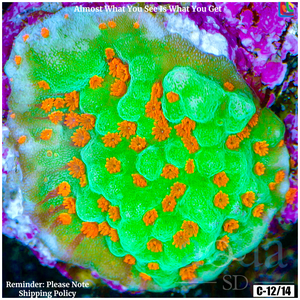 Descriptive image text