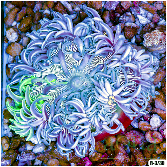 Anemones – Aqua SD