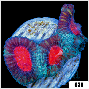 Descriptive image text