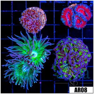 Descriptive image text