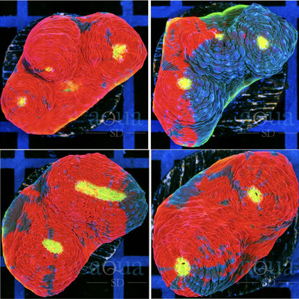 Grade A Rainbow Chalice - Multiples Available