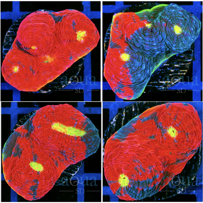 Grade A Rainbow Chalice - Multiples Available