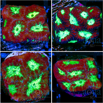 WWC Tyree Open War Coral - Multiples Available
