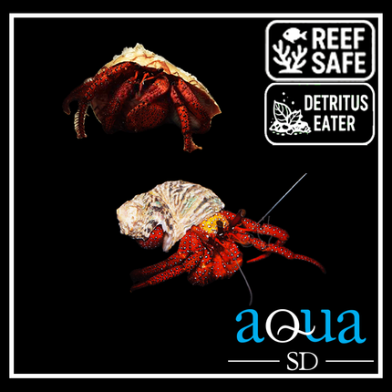 Red Hairy Hermit Crab - Dardanus