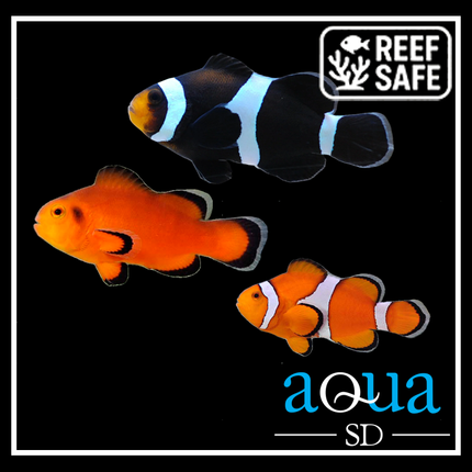 Pair Of Assorted Ocellaris Clownfish - Amphiprion Ocellaris