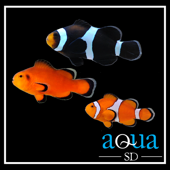 Assorted Ocellaris Clownfish - Amphiprion Ocellaris
