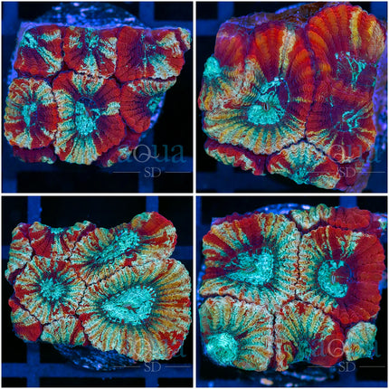 Diablo Favia- Multiples Available