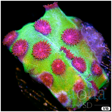 Disco Queen Cyphastrea Frag - Multiples Available