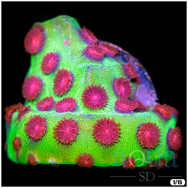 Disco Queen Cyphastrea Frag - Multiples Available