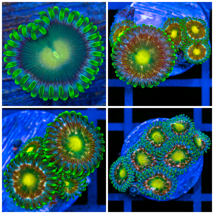 Dragon Eyes Zoanthids- Multiples Available