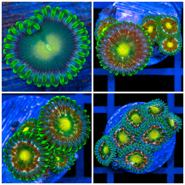 Dragon Eyes Zoanthids- Multiples Available