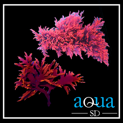 Dragon's Breath Macroalgae (Golf Ball Size)