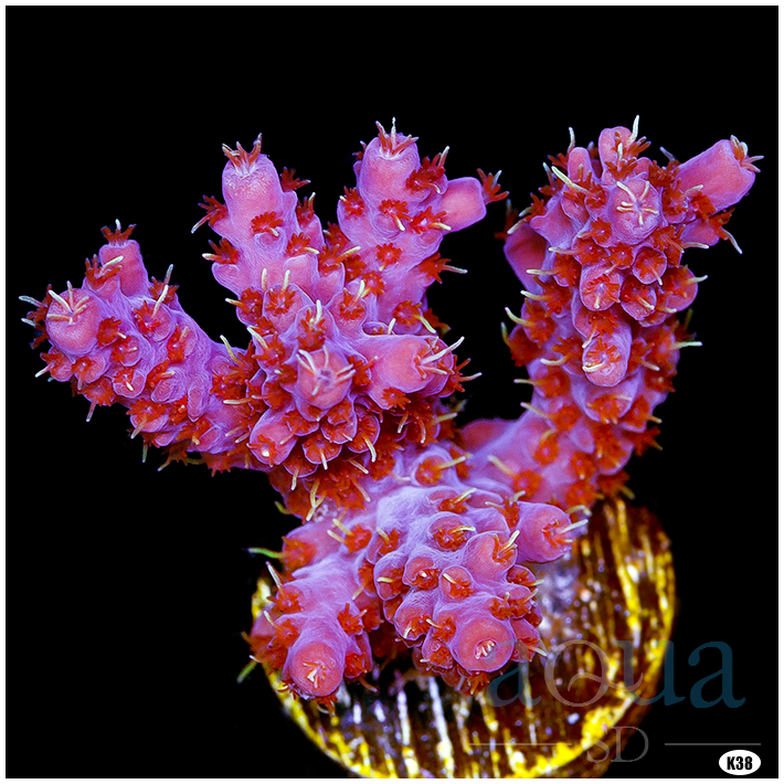 Electric Rose Acro Aqua SD