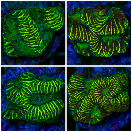 Electric Favia Frag - Multiples Available