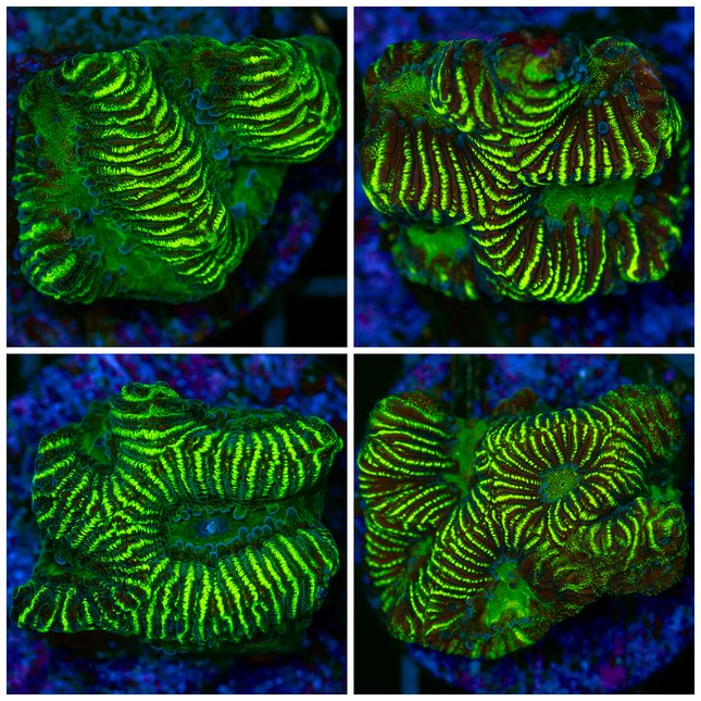 Electric Favia Frag - Multiples Available