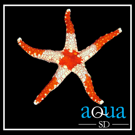 The Elegant Sea Starfish