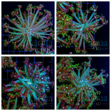 Golf Ball Goni Colony- Multiples Available