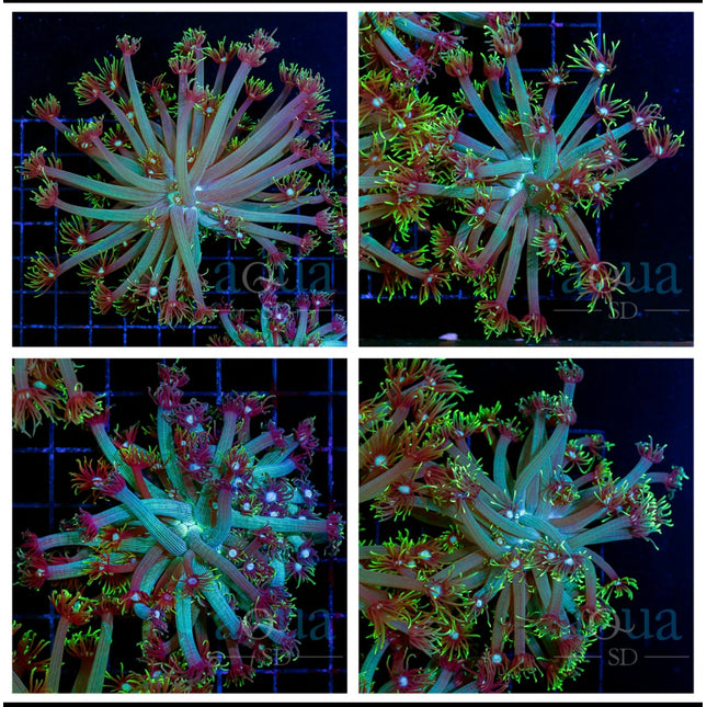 Golf Ball Goni Colony- Multiples Available