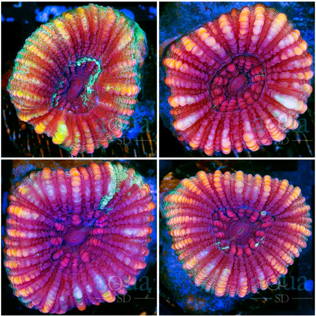 Flamingo Fusion Barabattoia - Multiples Available