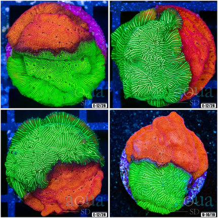 Willy Wonka Lepto - Multiples Available